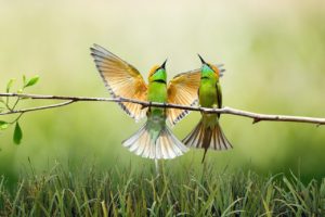 birds, branch, grass
