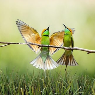 birds, branch, grass